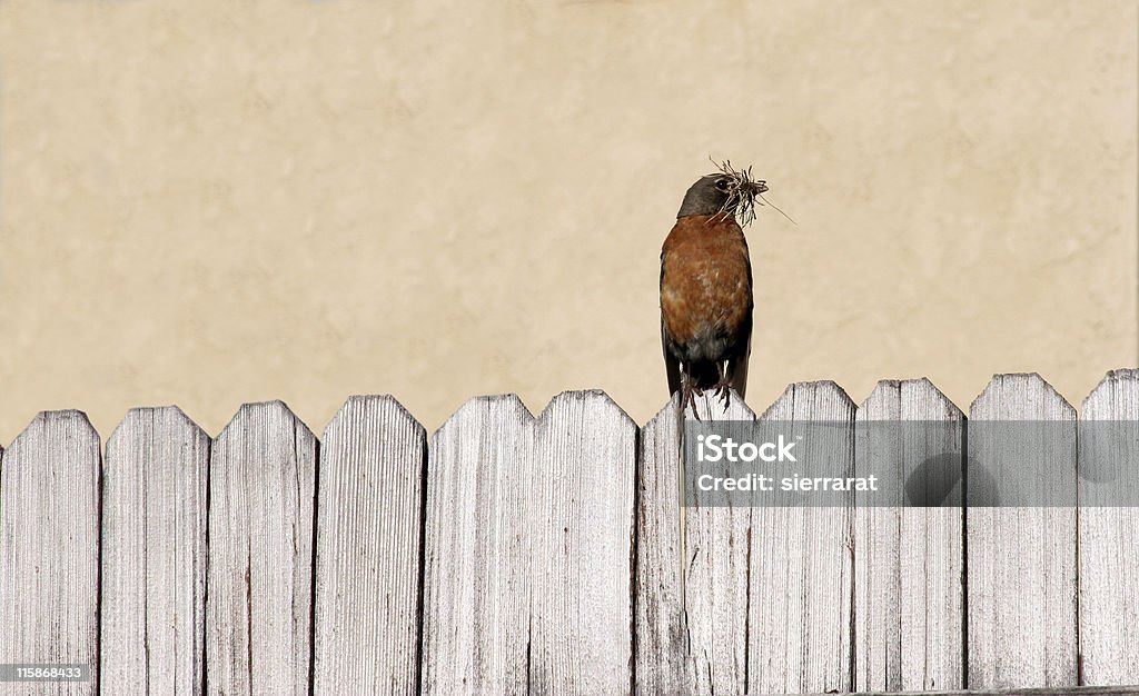 Robin budynku nest - Zbiór zdjęć royalty-free (Bez ludzi)