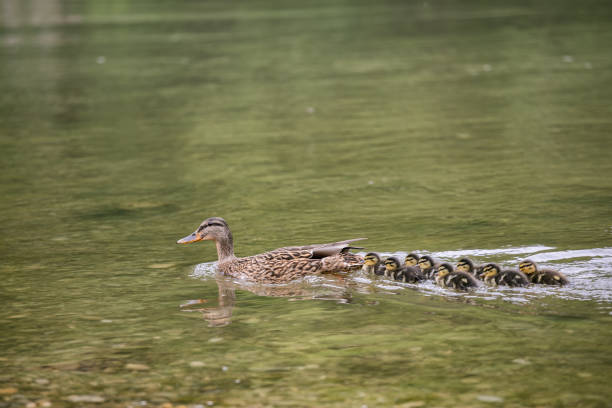 istock Mallard Duck leading ducklings on water 1158684671