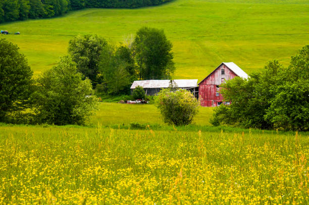 istock Red Barn  in the Meadow 1158685239
