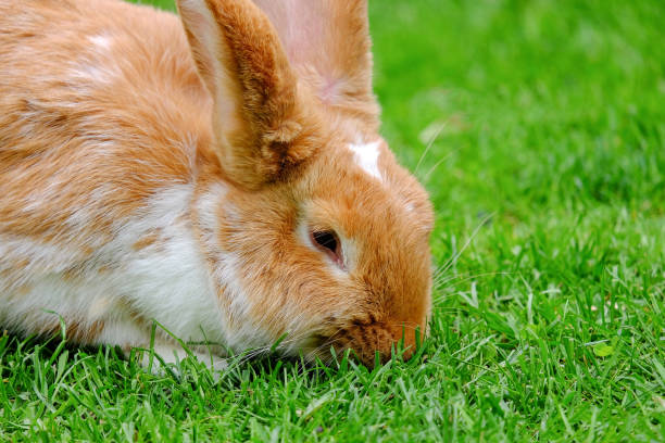 istock Fluffy rabbit with white and red fur in the grass. 1158685448