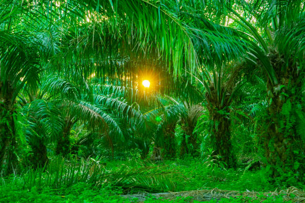 istock Brightness through the oil palm trees 1158685583