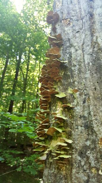 istock Shelf polypore fungi growing on tree trunk 1158686300