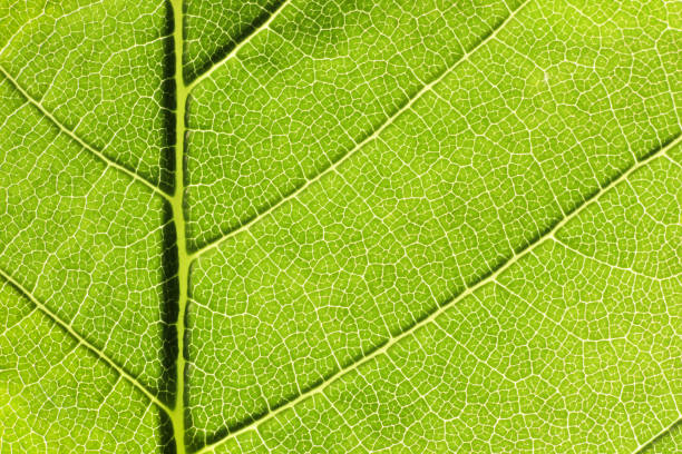 istock Close up of structure green leaves texture background 1158686356