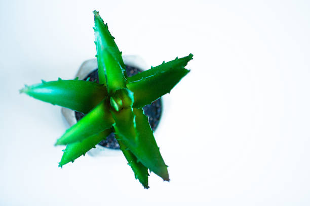 Aloe vera in red pot, isolated on white background.