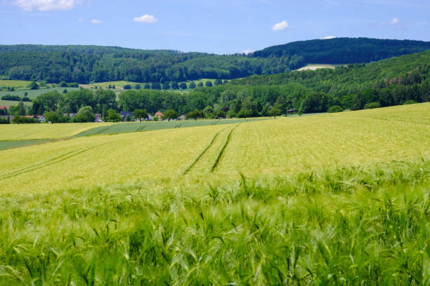 istock View on the agricultural fields with grain in Germany. 1158686611