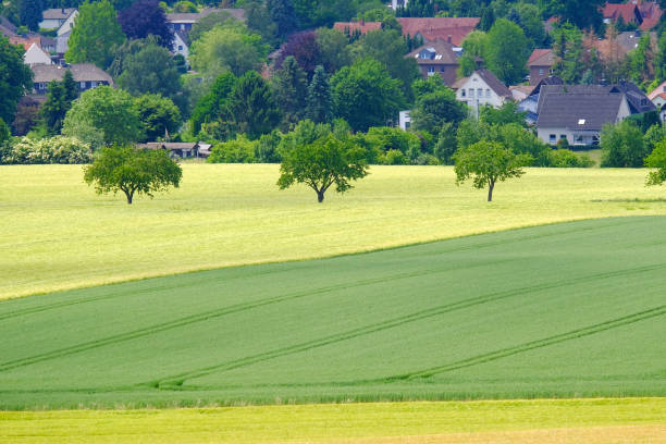 istock View on the agricultural fields with grain in Germany. 1158686798