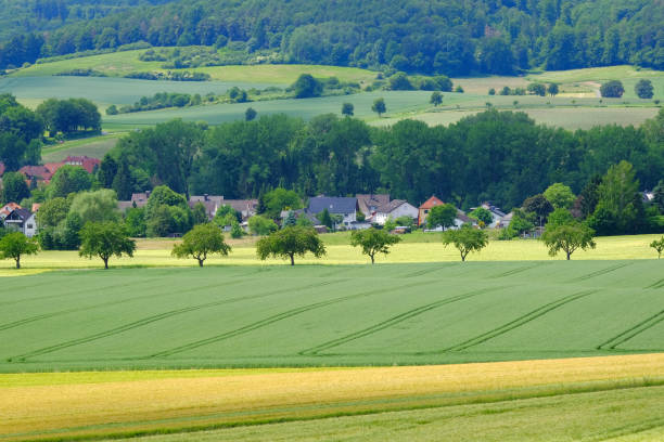 istock View on the agricultural fields with grain in Germany. 1158687526