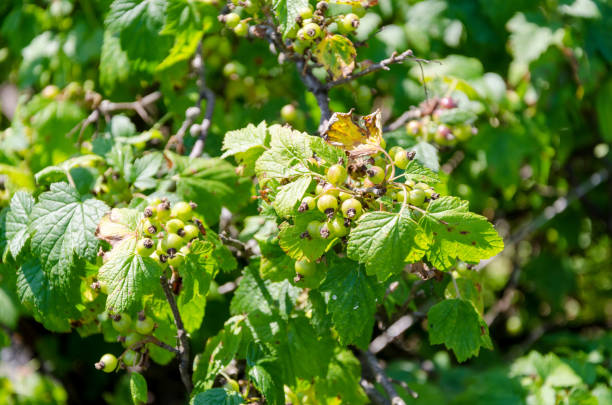 istock Unripe black currant bush in the garden. 1158687831