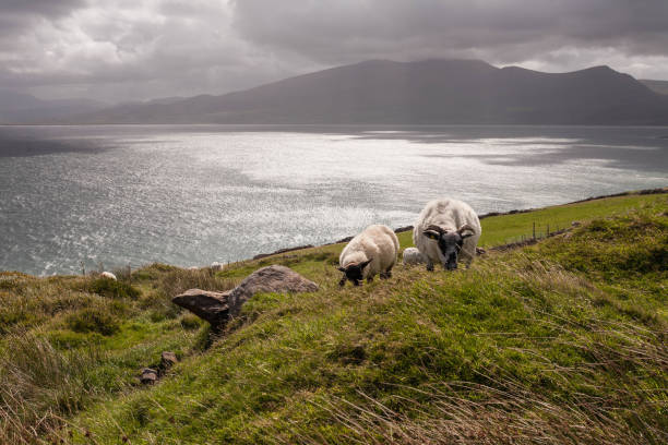 Brandon Point offering a perfect panorama view on Brandon Bay in county Kerry in Dingle penisula, Ireland stock photo