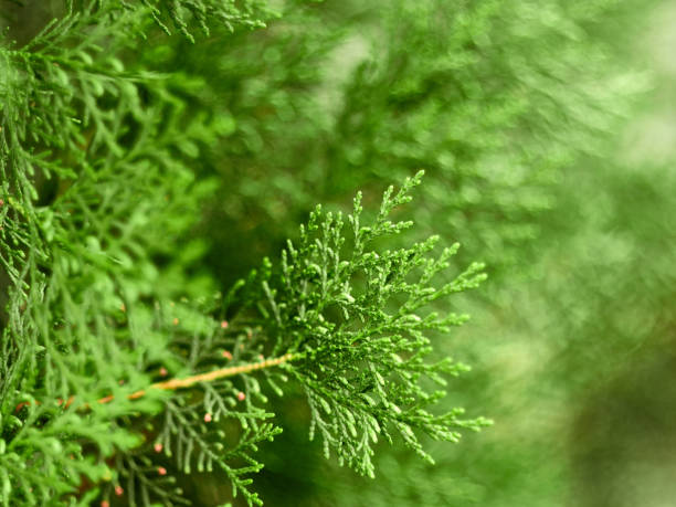 istock Green background from the branches of Thuja. 1158689385