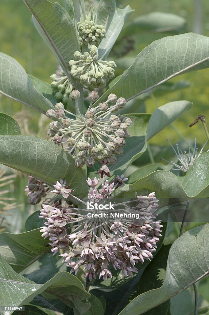 common milkweed, Asclepias syriaca, flowers and leaves Common milkweed,  Blossom Stock Photo