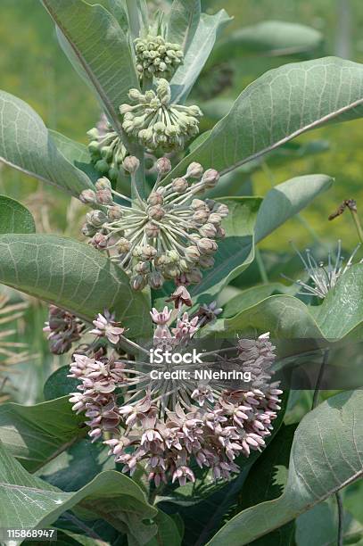 Common Milkweed Asclepias Syriaca Flowers And Leaves Stock Photo - Download Image Now