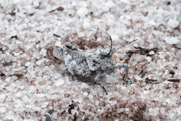 istock White cricket photographed in Guarapari 1158689760