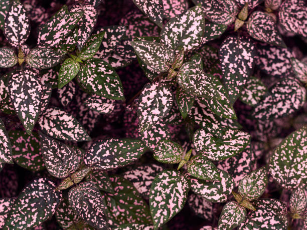 istock Hypoestes leaves background. 1158690087