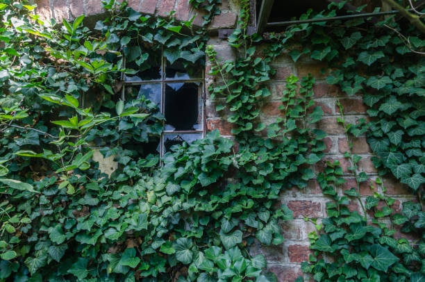 istock overgrown factory wall 1158690630