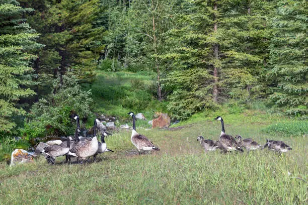 geese at Johnson Lake in Banff National Park