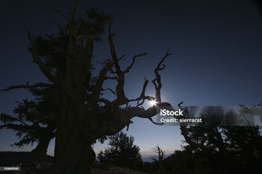 Sonnenaufgang in der Bristlecones - Lizenzfrei Abgestorbene Pflanze Stock-Foto