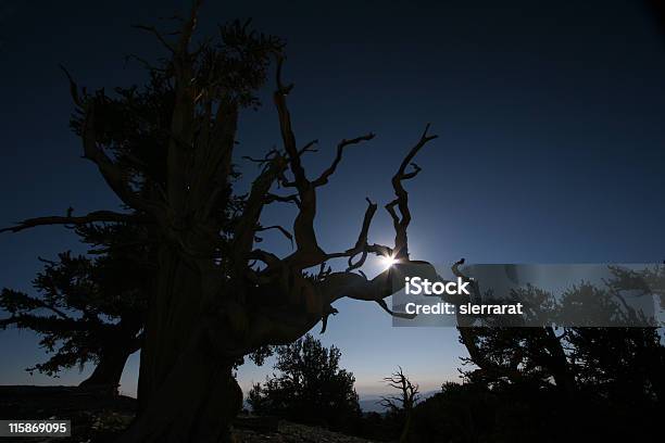 Sonnenaufgang In Der Bristlecones Stockfoto und mehr Bilder von Abgestorbene Pflanze - Abgestorbene Pflanze, Abstrakt, Baum