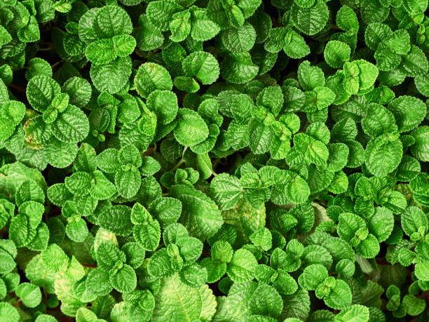 Pilea nummulariifolia leaves background. Pilea nummulariifolia leaves top view. Pilea nummulariifolia leaves background. pilea nummulariifolia stock pictures, royalty-free photos & images