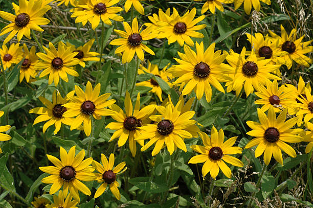 istock black-eyed Susan, Rudbeckia hirta 115869135