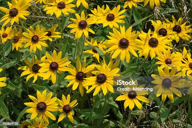 Рудбекия Rudbeckia Hirta — стоковые фотографии и другие картинки Рудбекия - Рудбекия, Лето, Мэриленд - штат