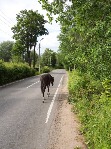 istock The foal is on a rural road. 1158691450