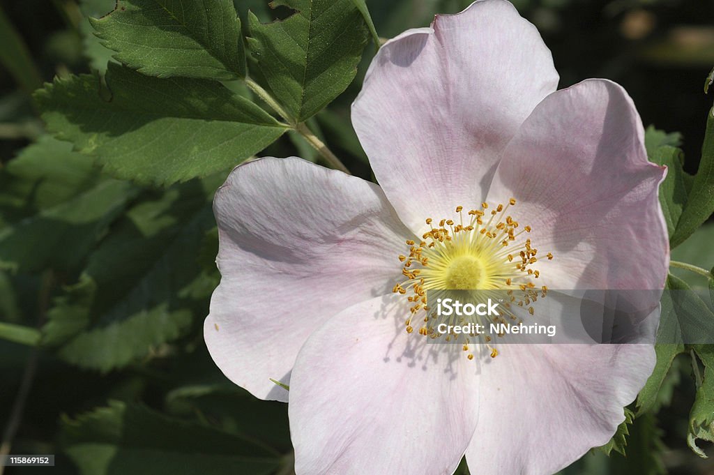 Dzika róża, Rosa arkansana, różowy kwiat - Zbiór zdjęć royalty-free (Stan Dakota Północna)