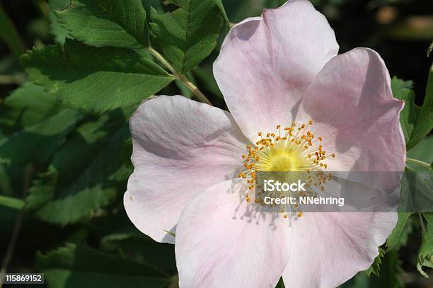 Dzika Róża Rosa Arkansana Różowy Kwiat - zdjęcia stockowe i więcej obrazów Stan Dakota Północna - Stan Dakota Północna, Preria, Róża