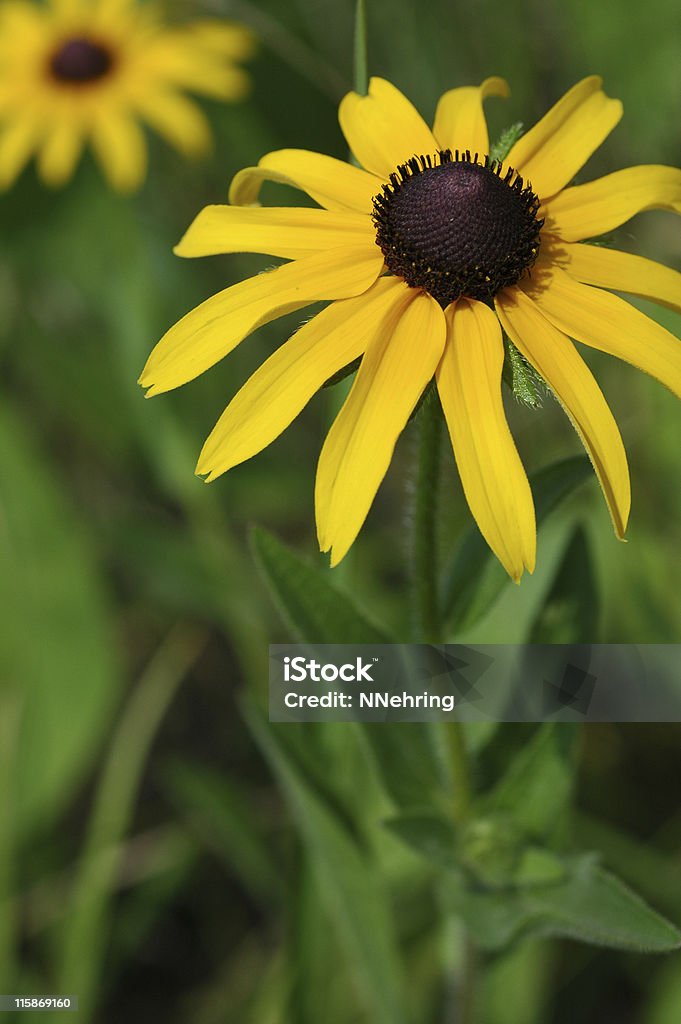 Rudbeckia, Rudbeckia hirta, Fleurs jaunes - Photo de Maryland - État libre de droits