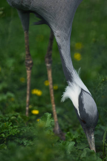 istock Close-up of a grey heron 1158691735
