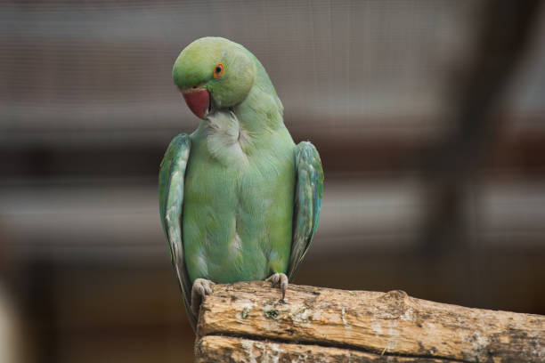istock green parrot sitting on a branch at the zoo 1158691763