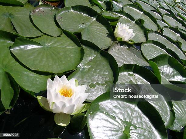 Water Seerose Stockfoto und mehr Bilder von Lilien - Lilien, Sportschützer, Amphibie