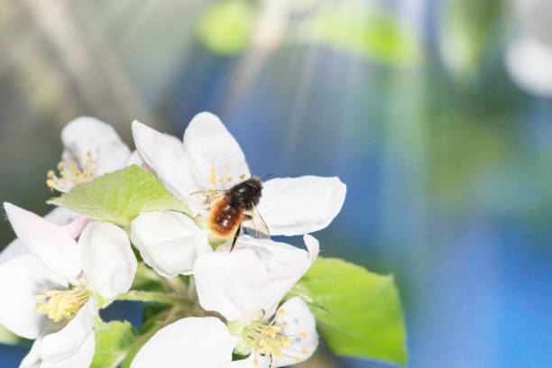 istock Close Up of Honey bee on Apple Tree in Spring with white blossoms 1158692931