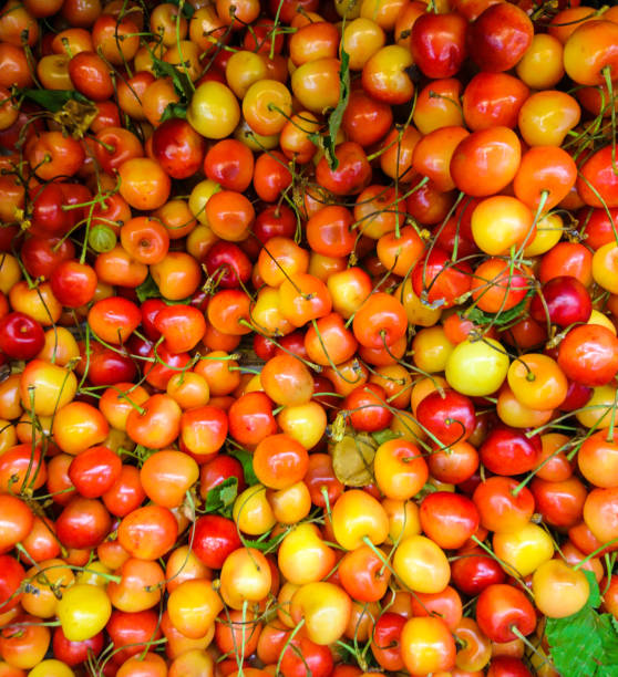 istock Yellow and red sweet cherry top view, background and texture