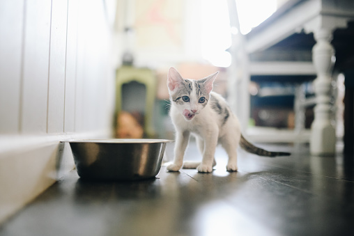 Cute little kitten in a domestic home explores its environment