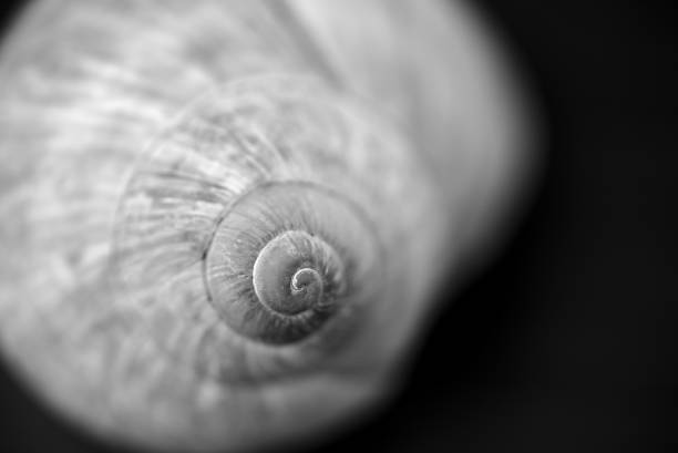 istock circumvolutions of a snail shell in close-up 1158694201