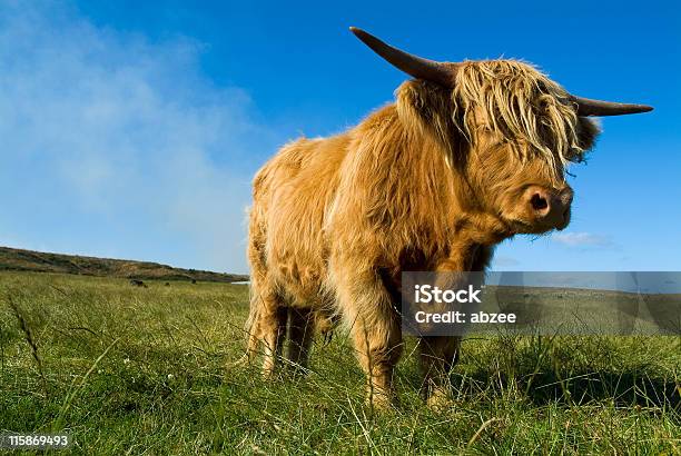 Mucca Delle Highland In Un Campo Non Guardare Nella Telecamera - Fotografie stock e altre immagini di Agricoltura