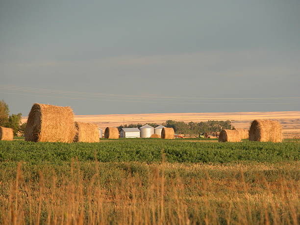 bales di fieno - oat farm grass barley foto e immagini stock
