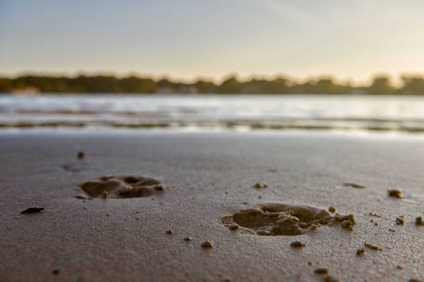 huellas de patas de perro en la arena en una playa - paw print fotos fotografías e imágenes de stock