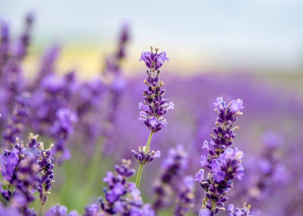 istock Beautiful lavender flowers on blooming field 1158696325