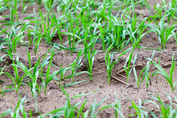istock green leaves of wheat 1158696330