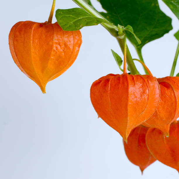 istock Template with ripe red physalis flowers. 1158696495