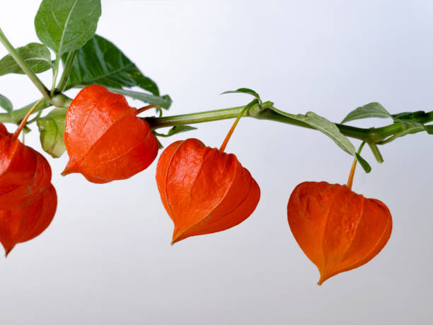 Template with ripe red physalis flowers.