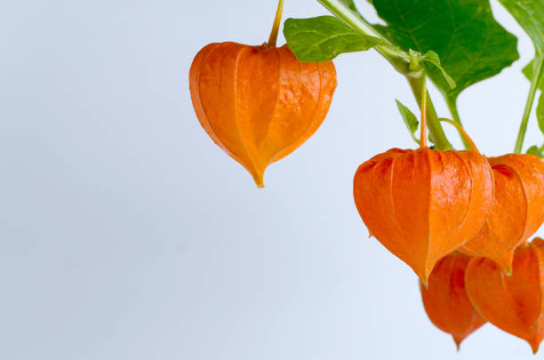 Sale promo template with ripe red physalis flowers. Autumn sale backdrop.