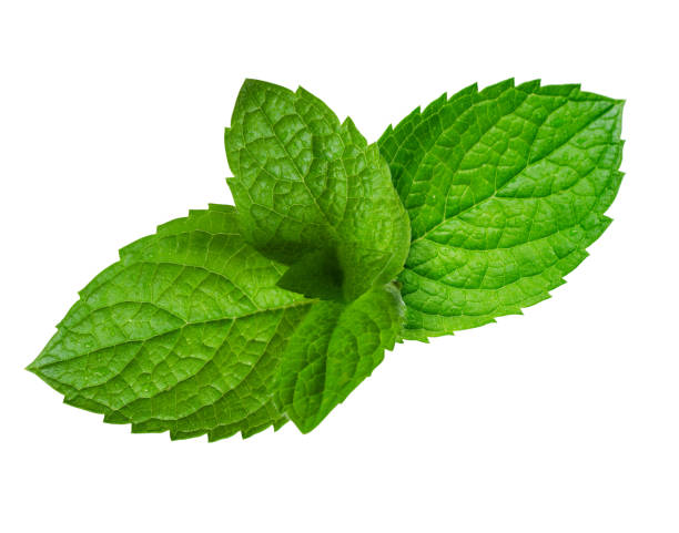 istock Fresh green peppermint leaves isolated on white background. 1158696838