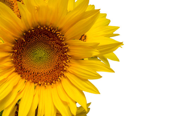 istock Sunflower floral border with copy space, festive background. 1158696849