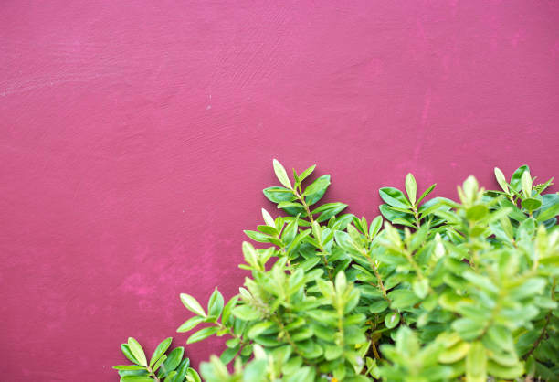 Holland: Green Boxwood Shrub Against Vibrant Pink Wall