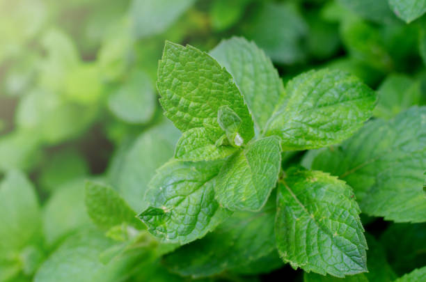istock Fresh green peppermint grows in the garden. Peppermint leaves under dew drops. 1158697396