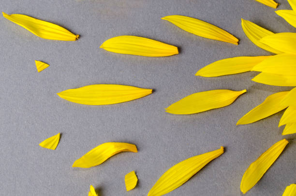 istock Floral background with sunflower and its petals. Top view creative backdrop. 1158697401