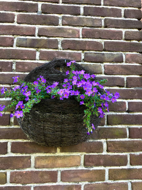 Holland: Pretty Purple Periwinkles in Basket on Brick Wall